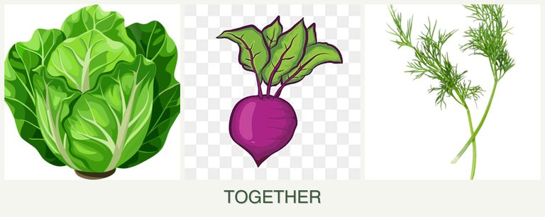 Can you plant lettuce, beets and dill together?