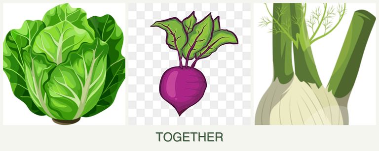 Can you plant lettuce, beets and fennel together?
