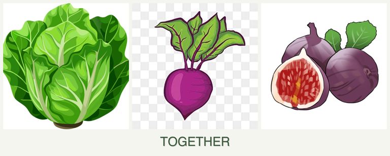 Can you plant lettuce, beets and figs together?