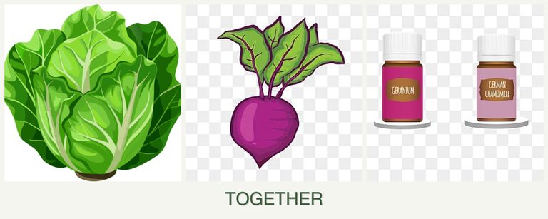 Can you plant lettuce, beets and geraniums together?