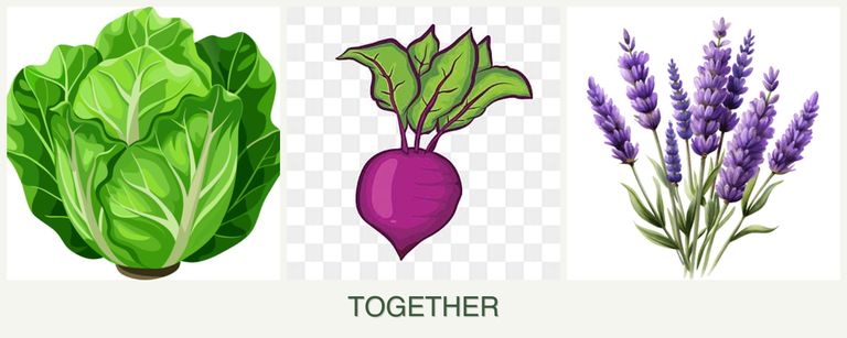 Can you plant lettuce, beets and lavender together?