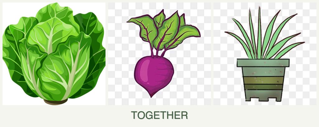 Can you plant lettuce, beets and lemongrass together?