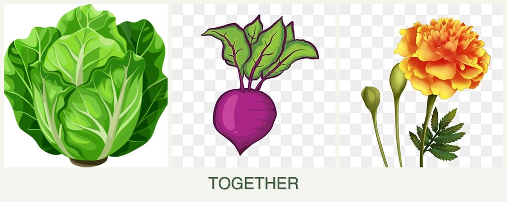 Can you plant lettuce, beets and marigolds together?
