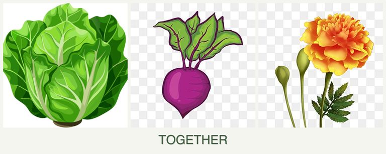Can you plant lettuce, beets and marigolds together?