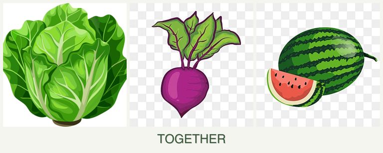 Can you plant lettuce, beets and melons together?