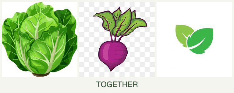 Can you plant lettuce, beets and mint together?