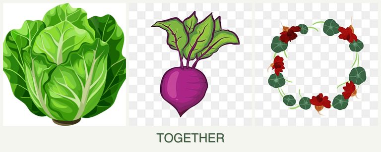 Can you plant lettuce, beets and nasturtiums together?