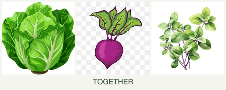 Can you plant lettuce, beets and oregano together?