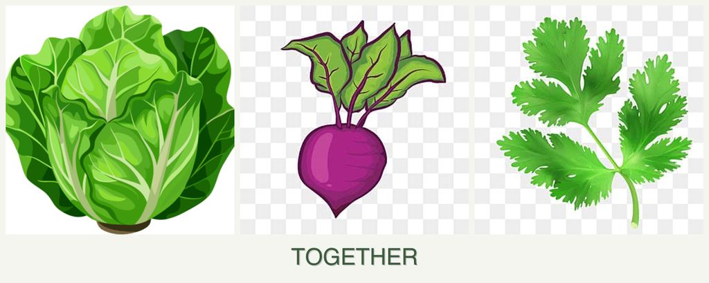 Can you plant lettuce, beets and parsley together?