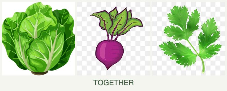 Can you plant lettuce, beets and parsley together?