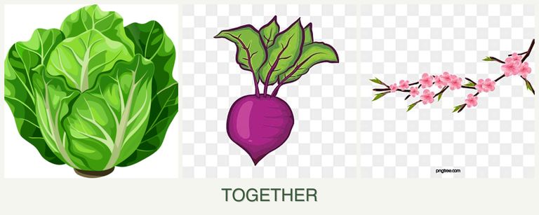 Can you plant lettuce, beets and peaches together?