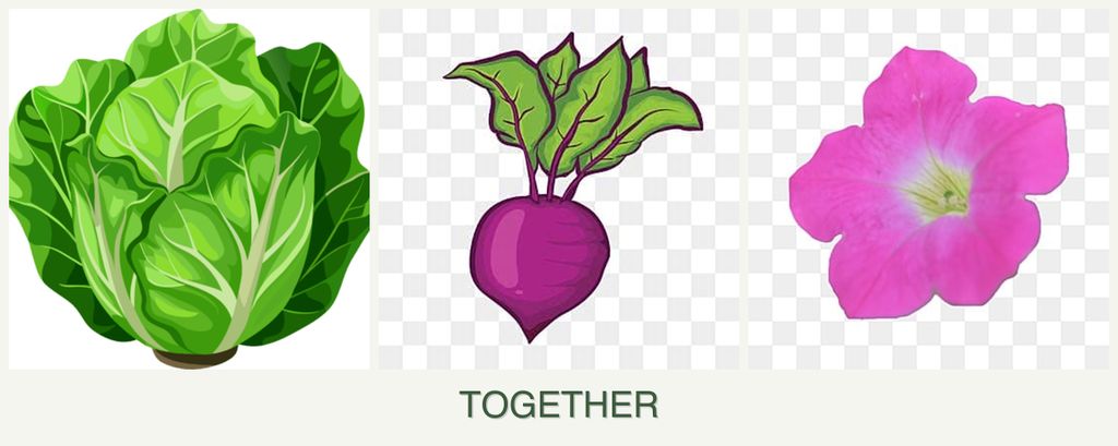 Can you plant lettuce, beets and petunias together?