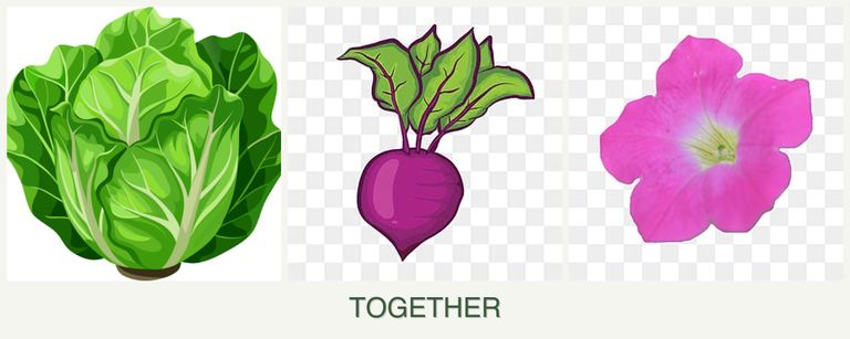 Can you plant lettuce, beets and petunias together?