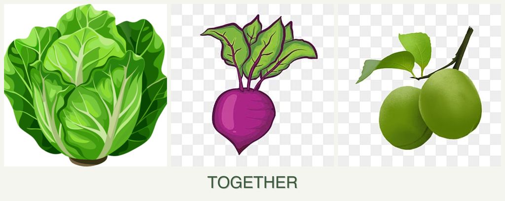 Can you plant lettuce, beets and plums together?