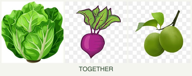 Can you plant lettuce, beets and plums together?