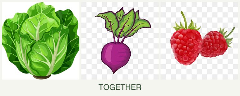 Can you plant lettuce, beets and raspberries together?