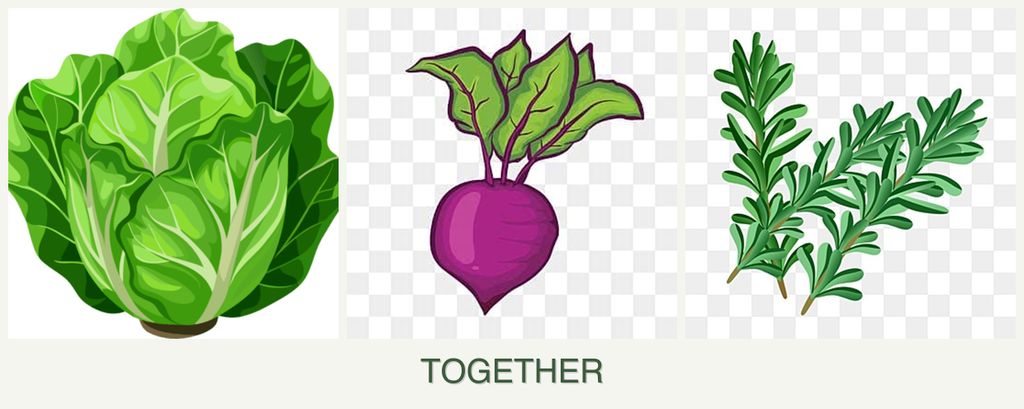 Can you plant lettuce, beets and rosemary together?