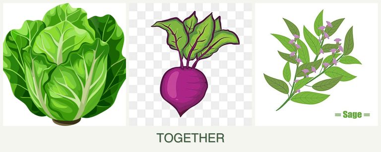 Can you plant lettuce, beets and sage together?