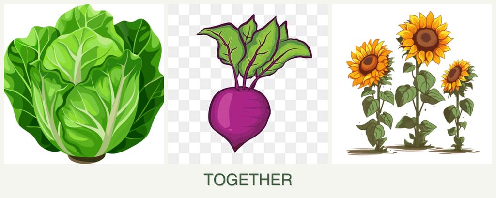 Can you plant lettuce, beets and sunflowers together?