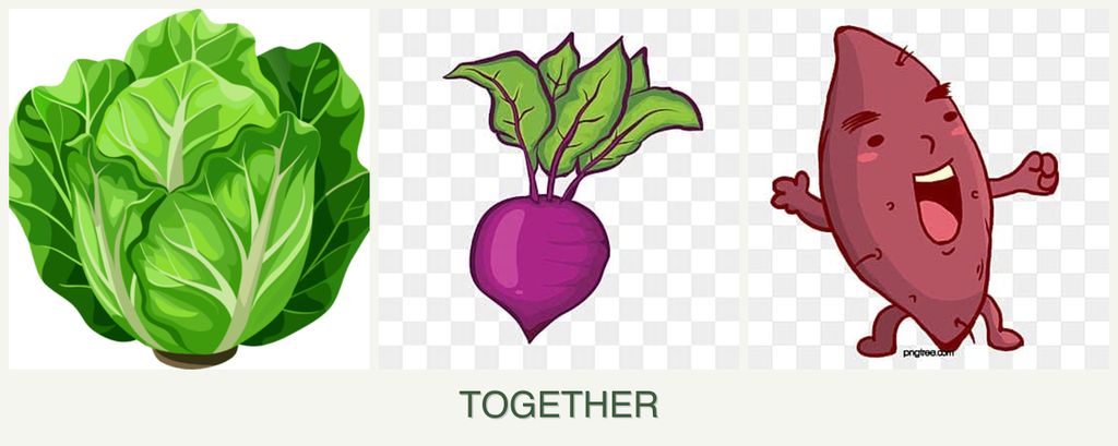 Can you plant lettuce, beets and sweet potatoes together?