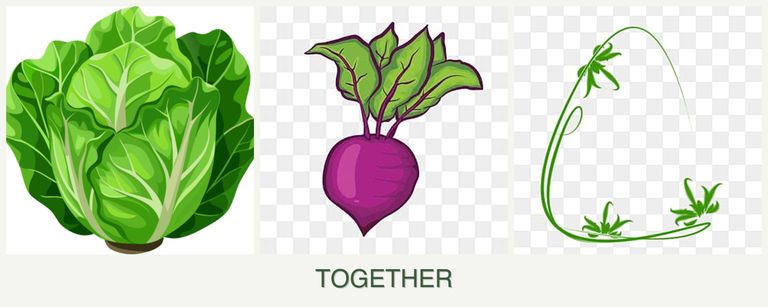 Can you plant lettuce, beets and tarragon together?