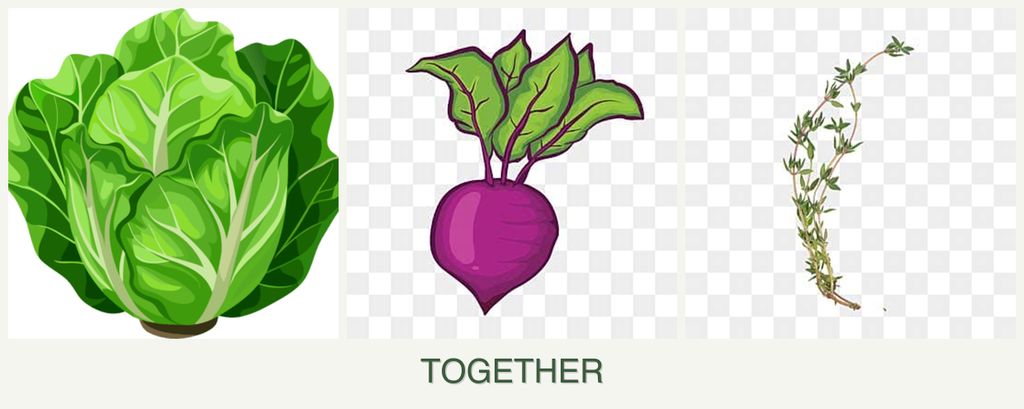 Can you plant lettuce, beets and thyme together?