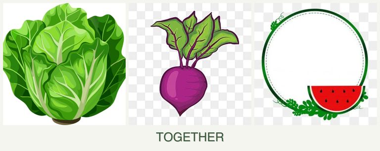 Can you plant lettuce, beets and watermelons together?