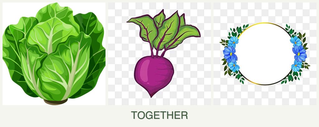 Can you plant lettuce, beets and zinnias together?