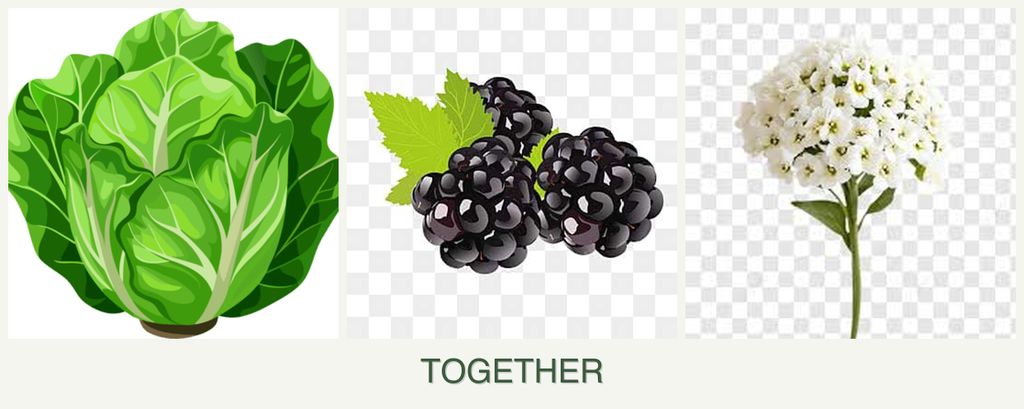 Can you plant lettuce, blackberries and alyssum together?