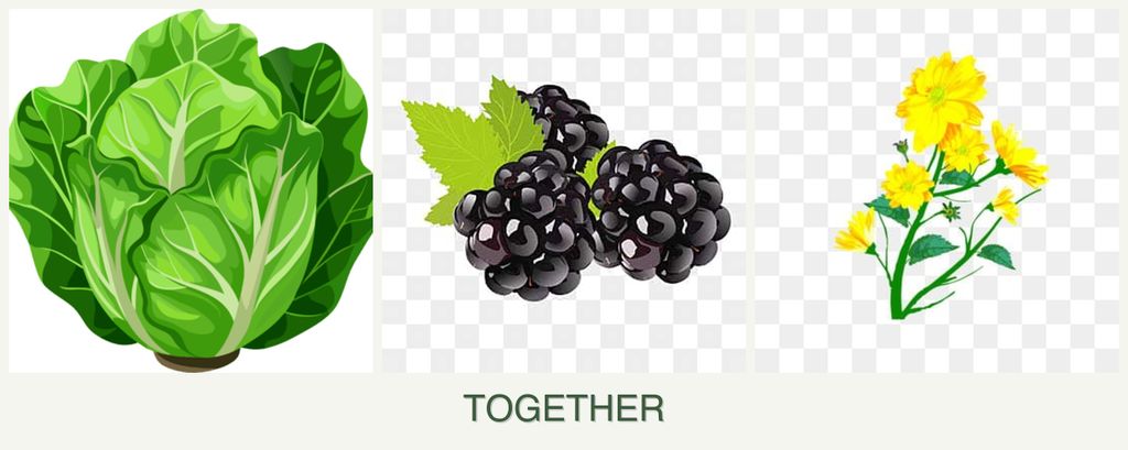 Can you plant lettuce, blackberries and calendula together?