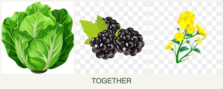 Can you plant lettuce, blackberries and calendula together?