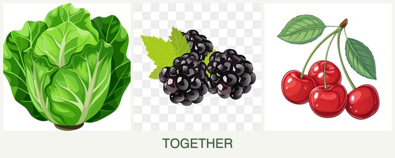 Can you plant lettuce, blackberries and cherries together?
