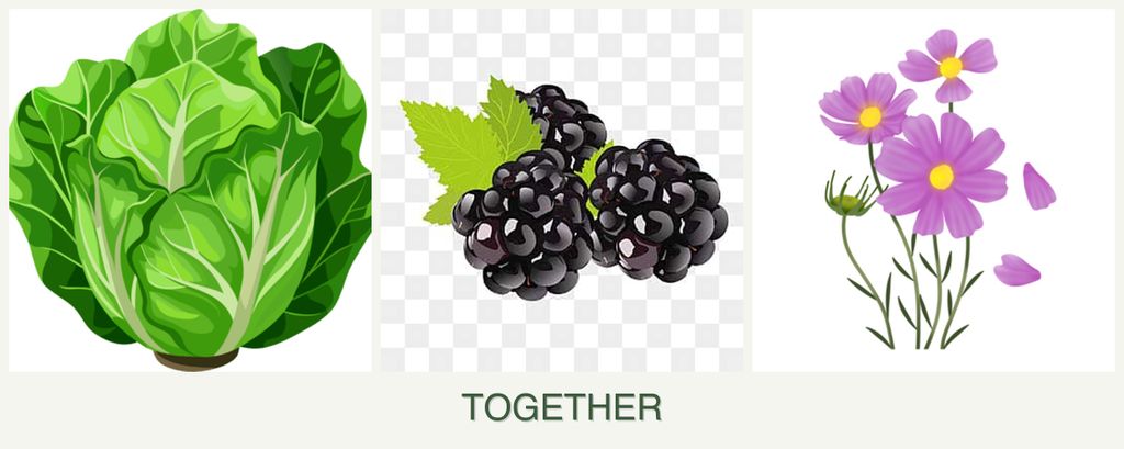 Can you plant lettuce, blackberries and cosmos together?