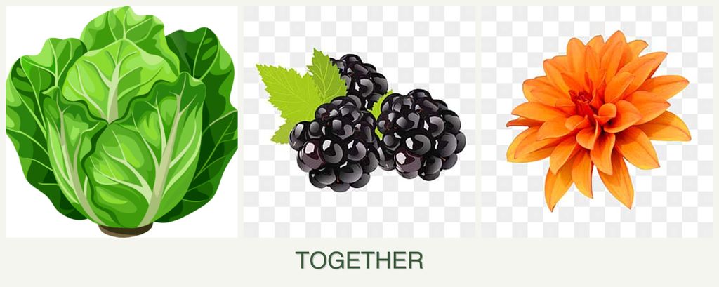 Can you plant lettuce, blackberries and dahlias together?