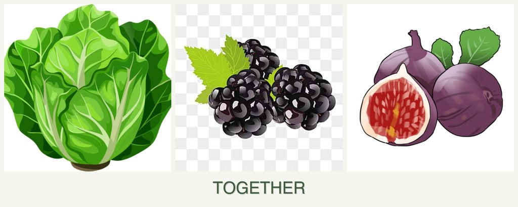 Can you plant lettuce, blackberries and figs together?