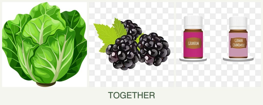 Can you plant lettuce, blackberries and geraniums together?