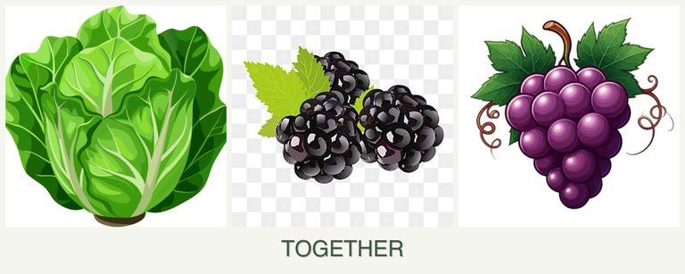 Can you plant lettuce, blackberries and grapes together?