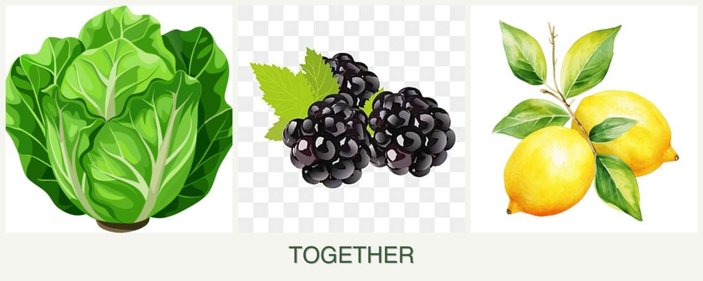 Can you plant lettuce, blackberries and lemons together?