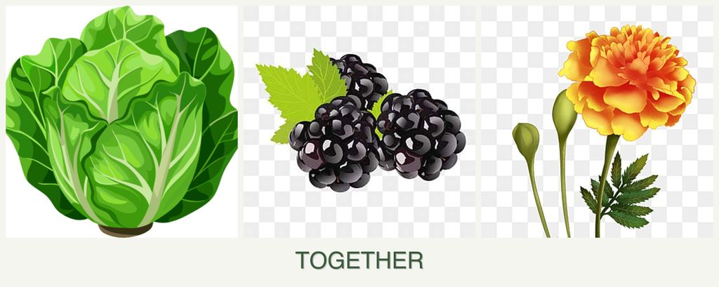 Can you plant lettuce, blackberries and marigolds together?