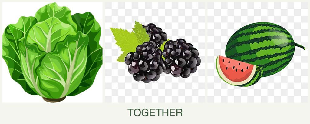 Can you plant lettuce, blackberries and melons together?