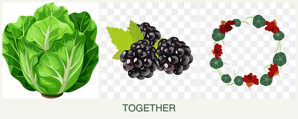 Can you plant lettuce, blackberries and nasturtiums together?