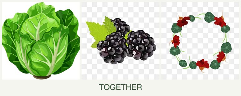 Can you plant lettuce, blackberries and nasturtiums together?