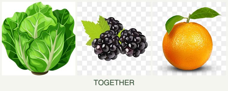 Can you plant lettuce, blackberries and oranges together?