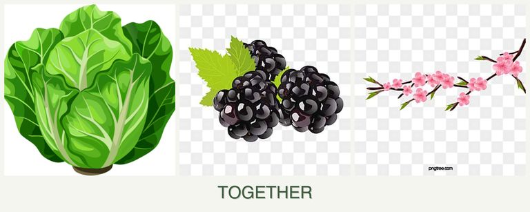 Can you plant lettuce, blackberries and peaches together?