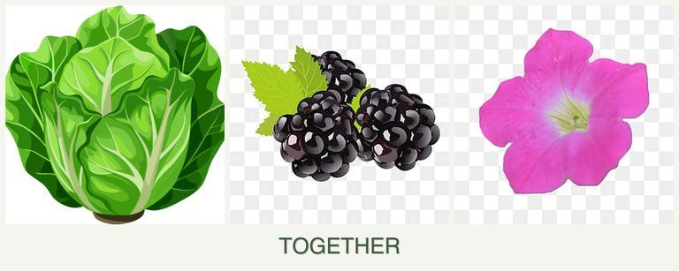 Can you plant lettuce, blackberries and petunias together?