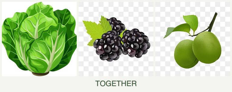 Can you plant lettuce, blackberries and plums together?