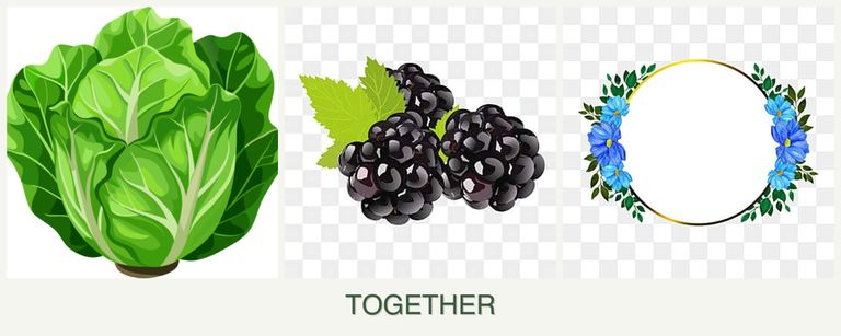 Can you plant lettuce, blackberries and zinnias together?