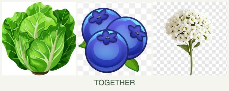 Can you plant lettuce, blueberries and alyssum together?
