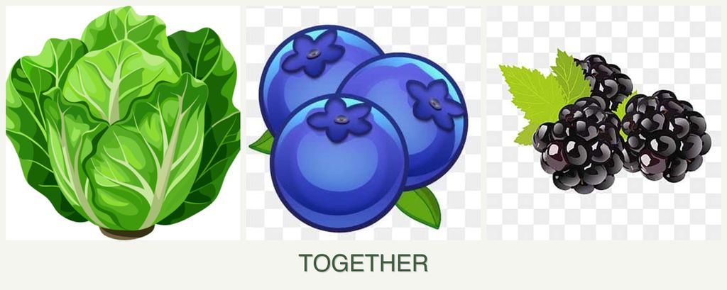Can you plant lettuce, blueberries and blackberries together?