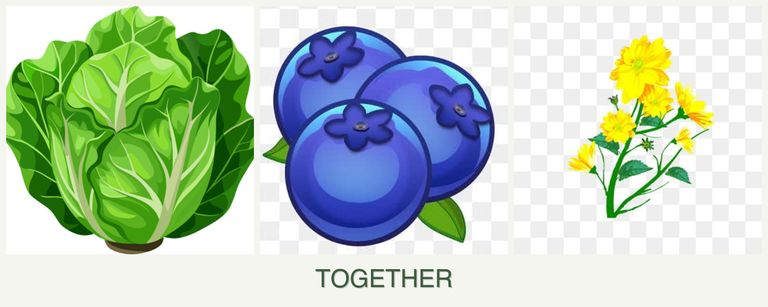 Can you plant lettuce, blueberries and calendula together?